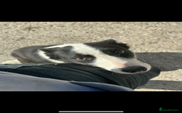 Border Collie dogs for sale: Sheep dog - Image 2