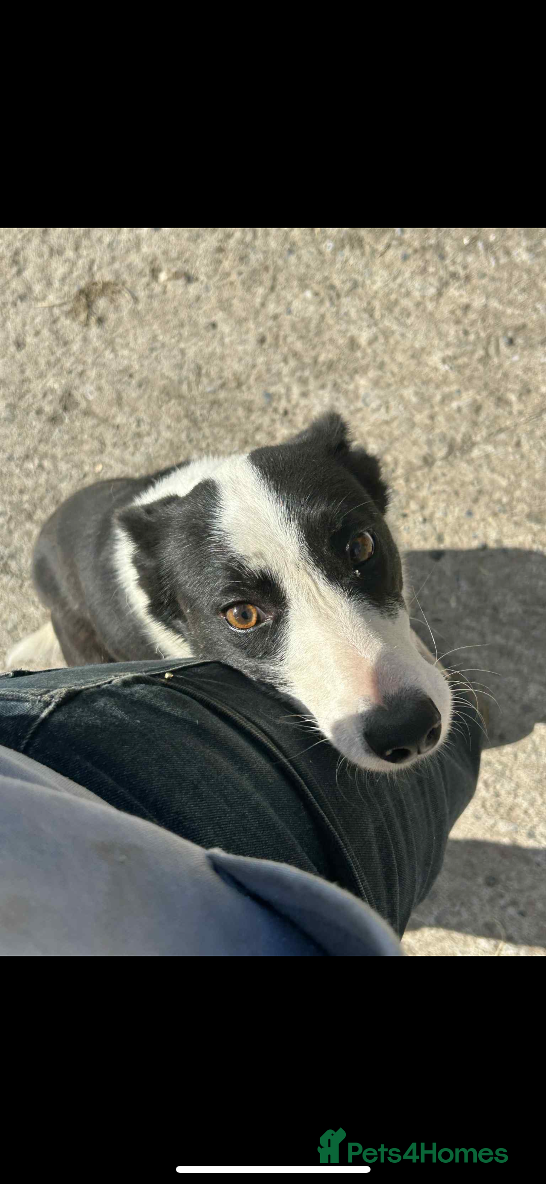 Border Collie dogs for sale: Sheep dog - Image 2