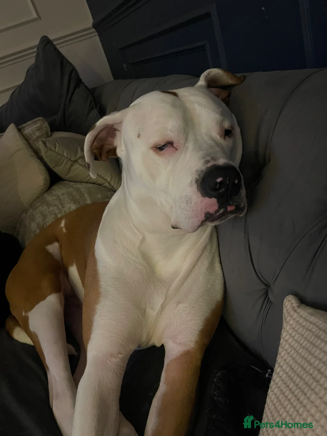 Mixed Breed dogs for sale: Puppies for sale to good homes! - Advert 9