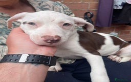 Mixed Breed dogs for sale: Staff collie cross puppies  - Image 7