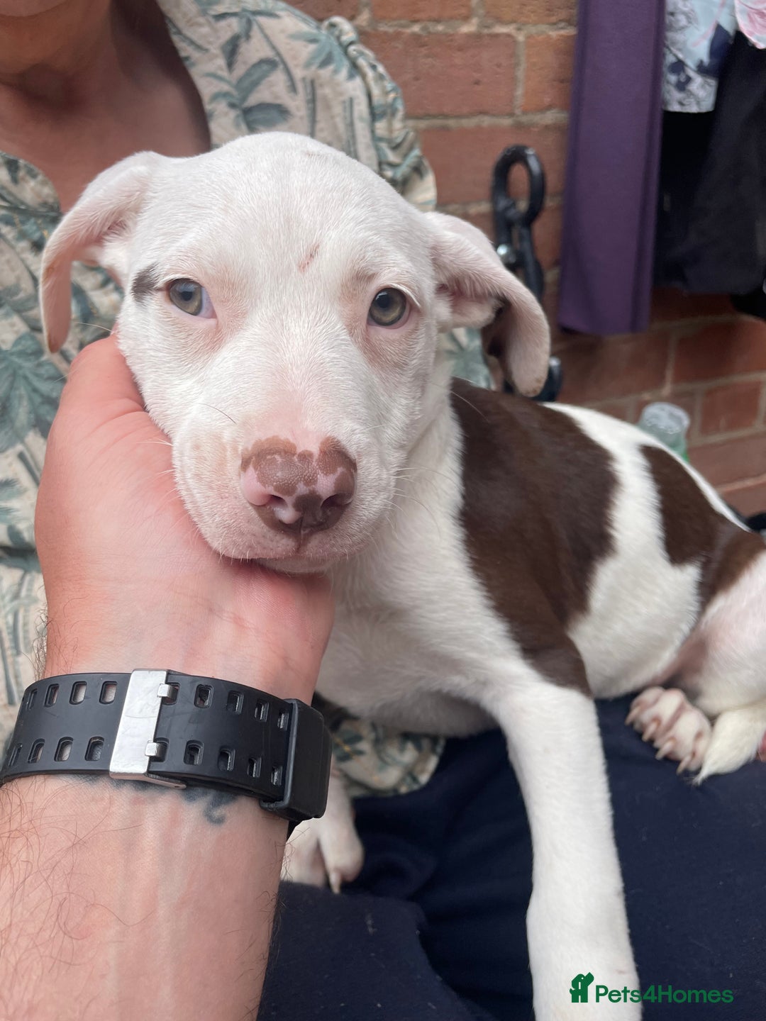 Mixed Breed dogs for sale: Staff collie cross puppies  - Image 7