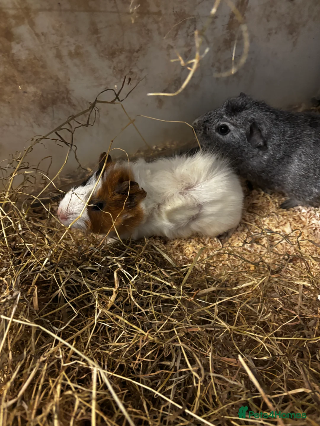 Guinea Pig rodents for sale: Beautiful baby female guinea pigs  - Advert 5