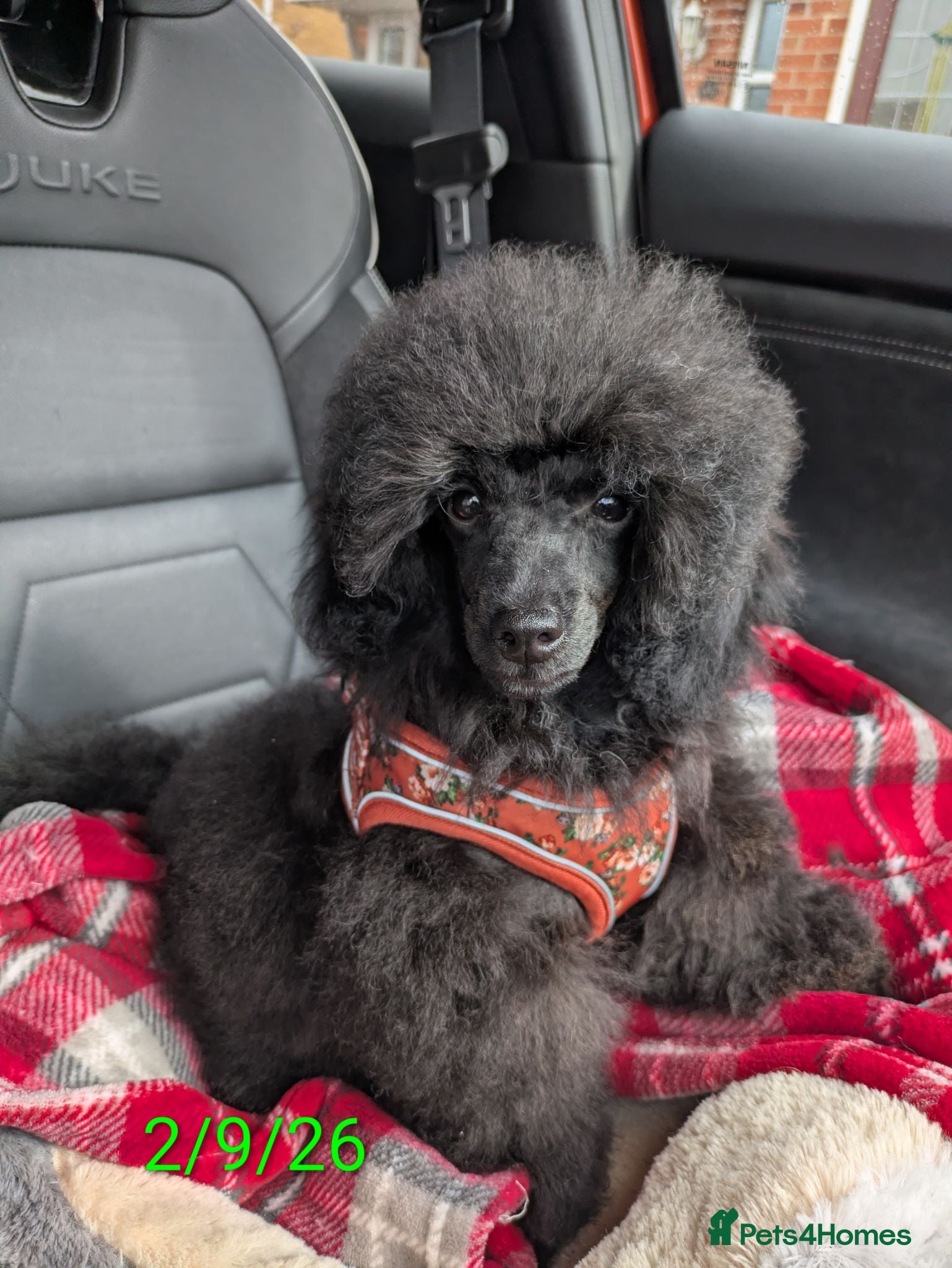 Toy Poodle dogs Toy poodle girl black 18 weeks old  - Advert 2