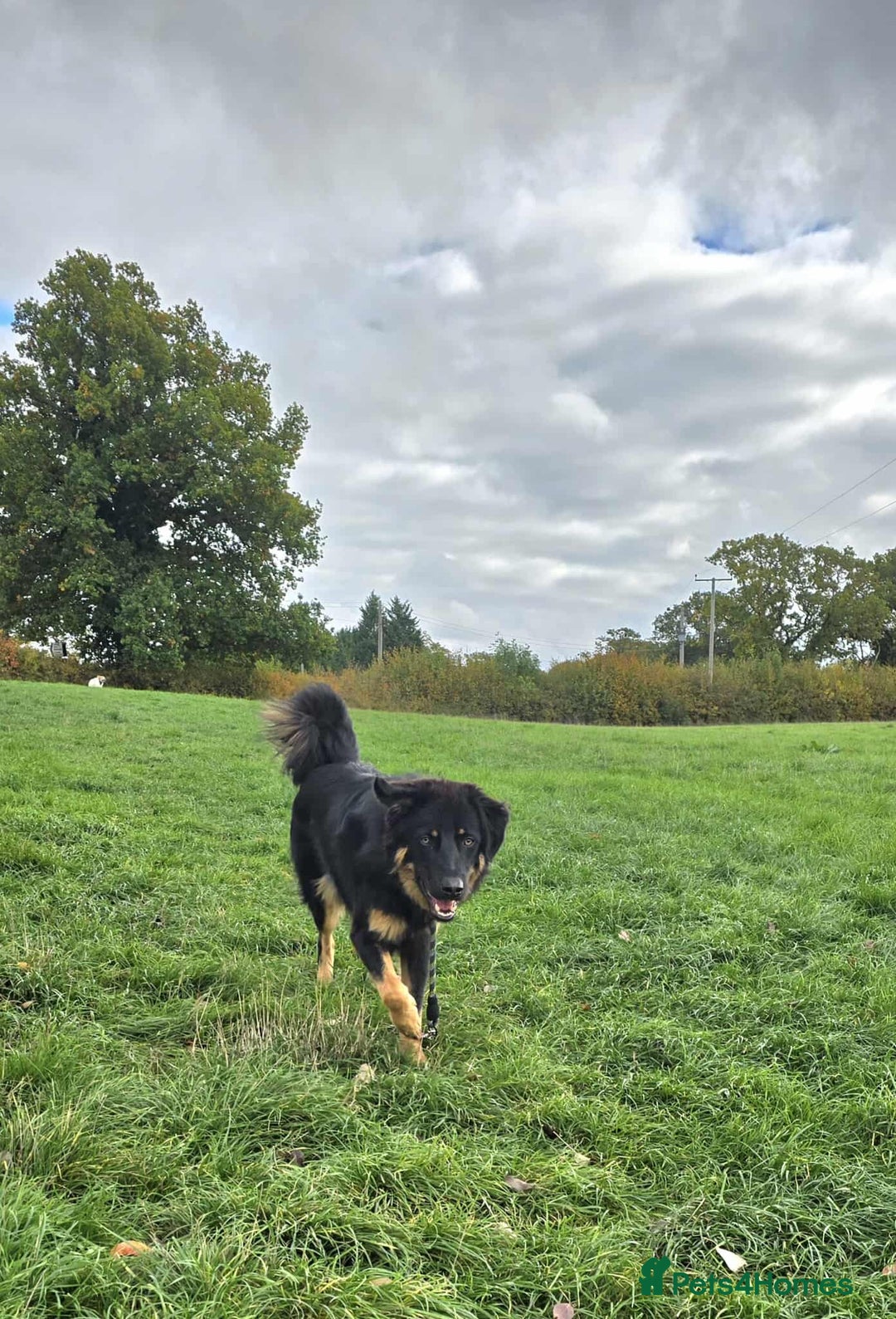 Mixed Breed dogs for adoption: Buddy Needs a Very Special Home - Image 5