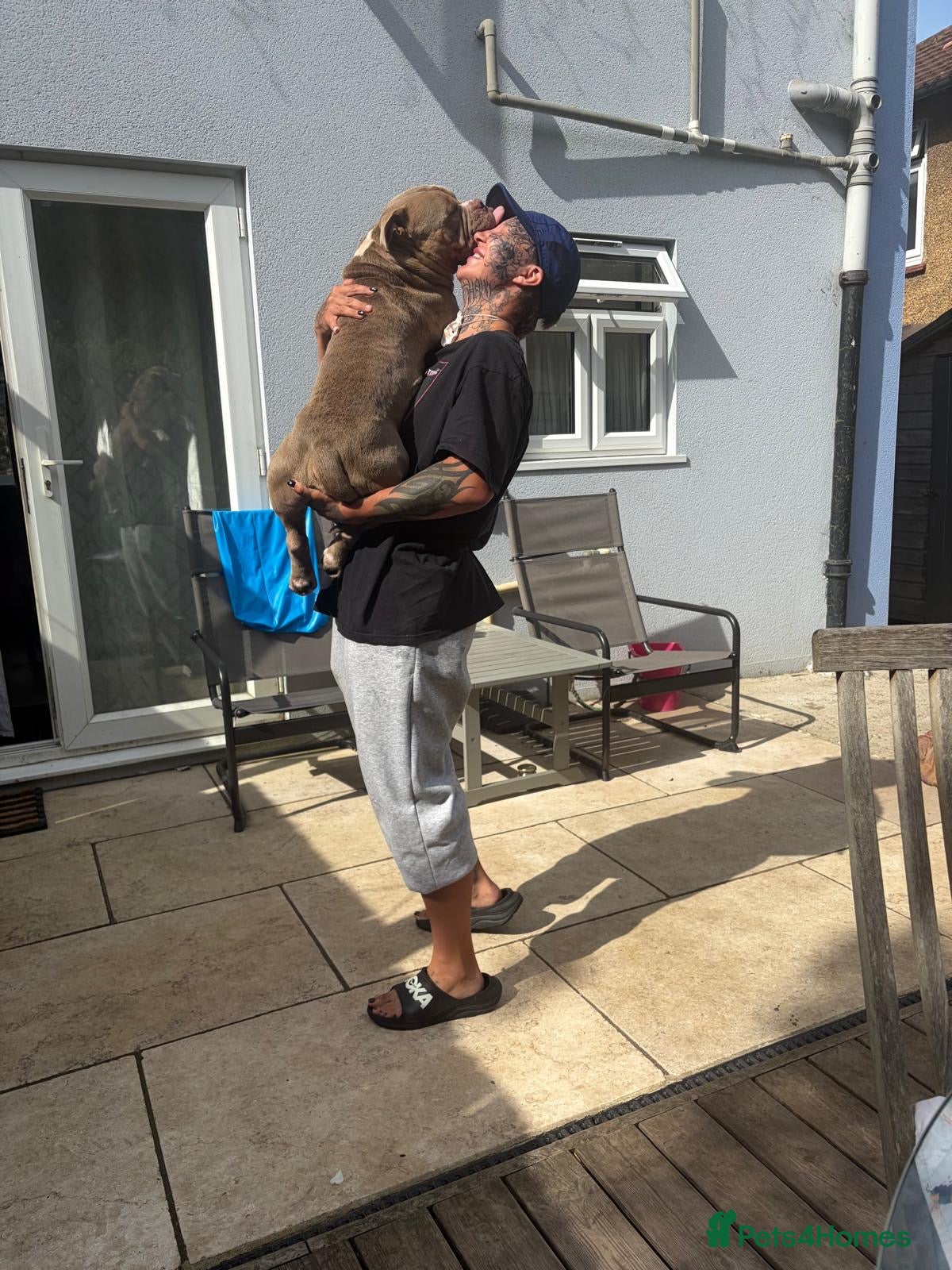American Bully dogs American pocket bully boy needs a single owner <3 - Advert 1