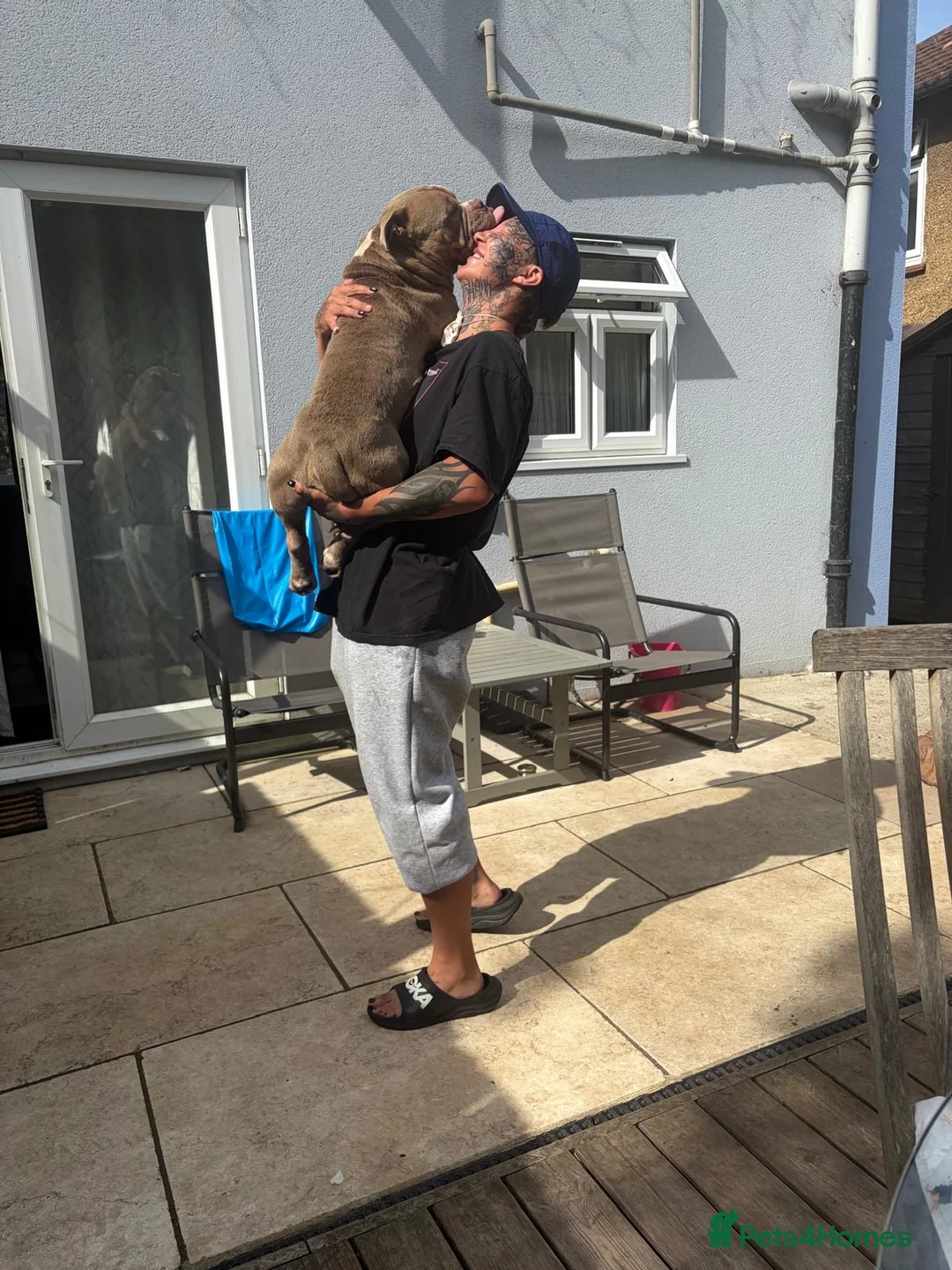 American Bully dogs for sale: American pocket bully boy needs a single owner <3 in London - Advert 1