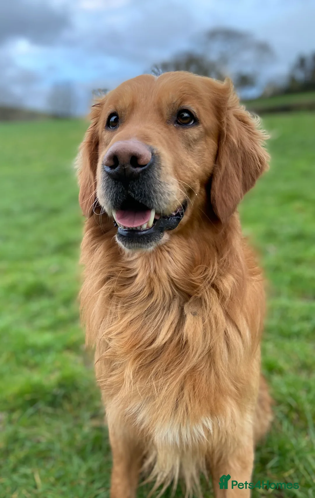Golden Retriever dogs for stud: Kristofferson- Golden Retriever Stud in Church Stretton - Advert 7