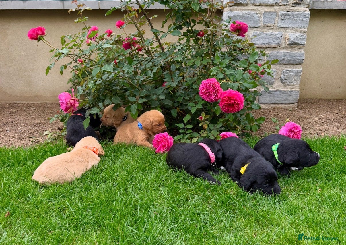 Labradoodle dogs Now Ready to reserve !  - Advert 11