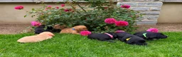 Labradoodle dogs for sale: Now Ready to reserve !  - Advert 1