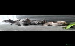 British Shorthair cats for sale: PURE PEDIGREE BSH KITTENS - Image 5