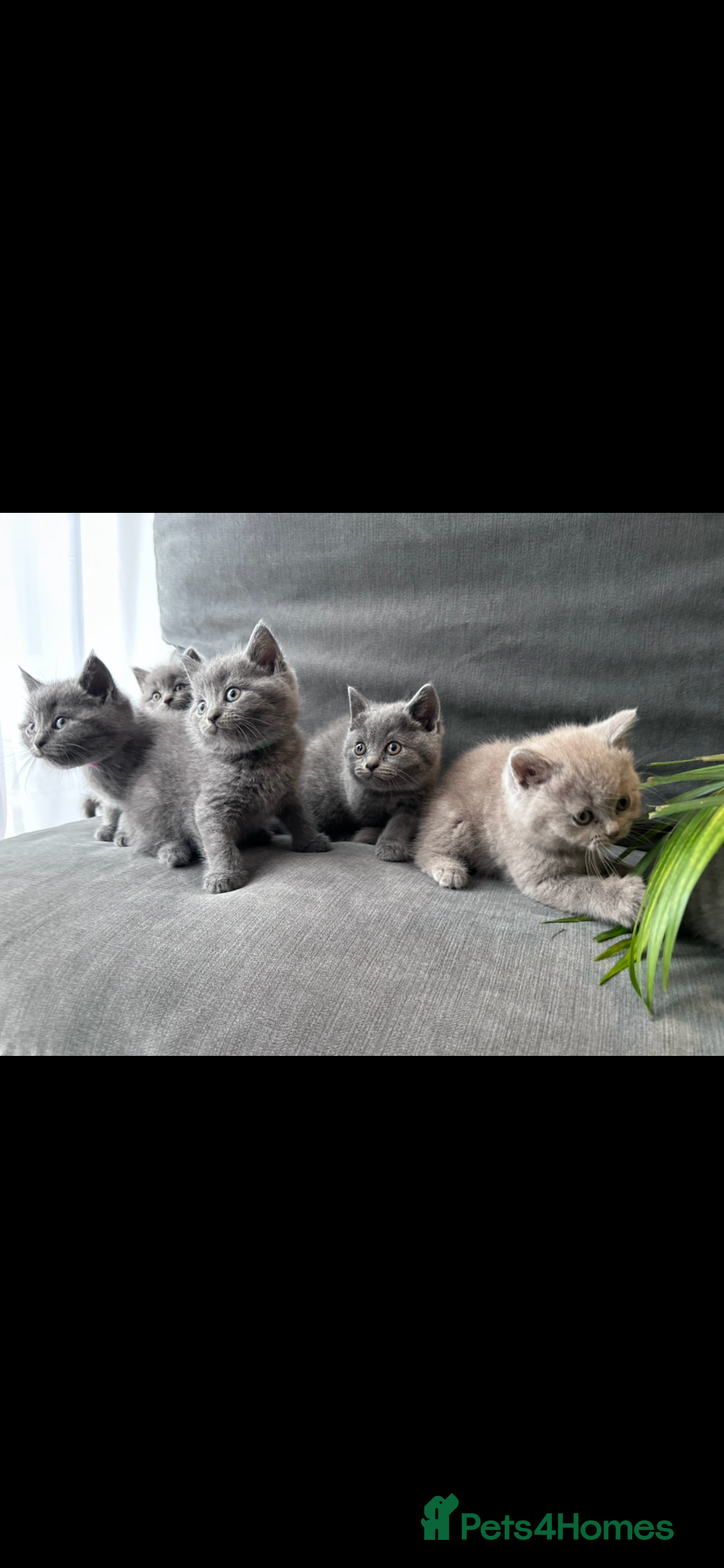 British Shorthair cats for sale: PURE PEDIGREE BSH KITTENS - Image 5