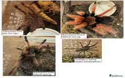 Tarantulas invertebrates for sale: Tarantula collection for sale - Image 1