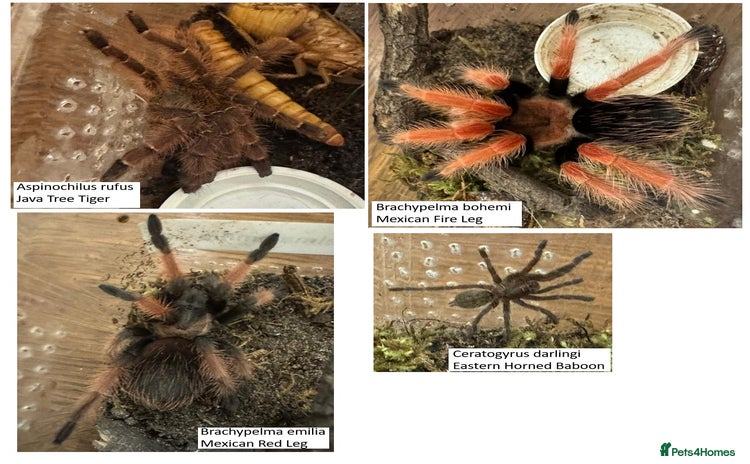 Tarantulas invertebrates - Advert 1