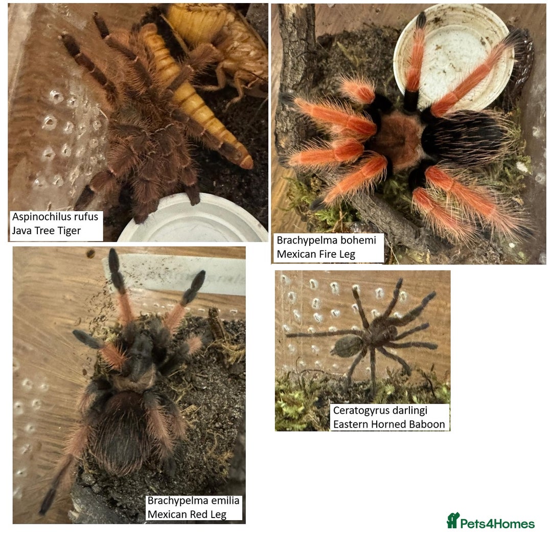 Tarantulas invertebrates for sale: Tarantula collection for sale - Image 1