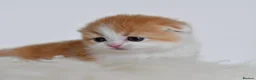 Scottish Fold cats for sale: LICENSED CATTERY PURE BREED TOP QUALITY KITTENS - Advert 5