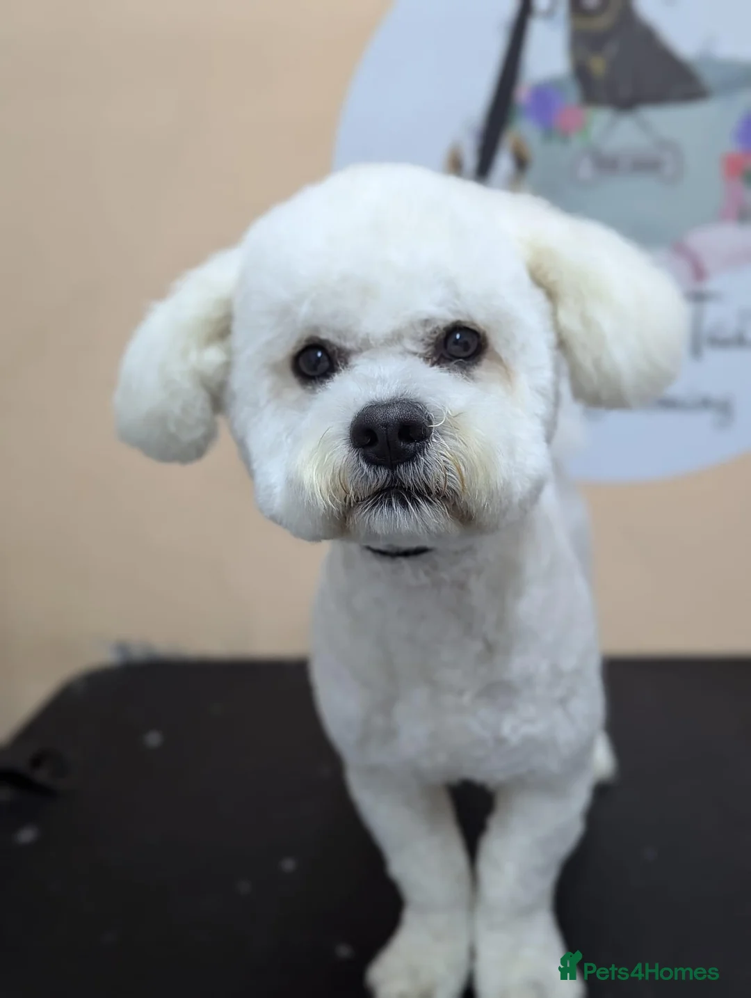 Bichon Frise dogs for stud: Bichon for stud - Advert 4