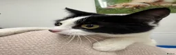 Mixed Breed cats for sale: FREE TO LOVING HOME STUNNING CAT - Advert 5