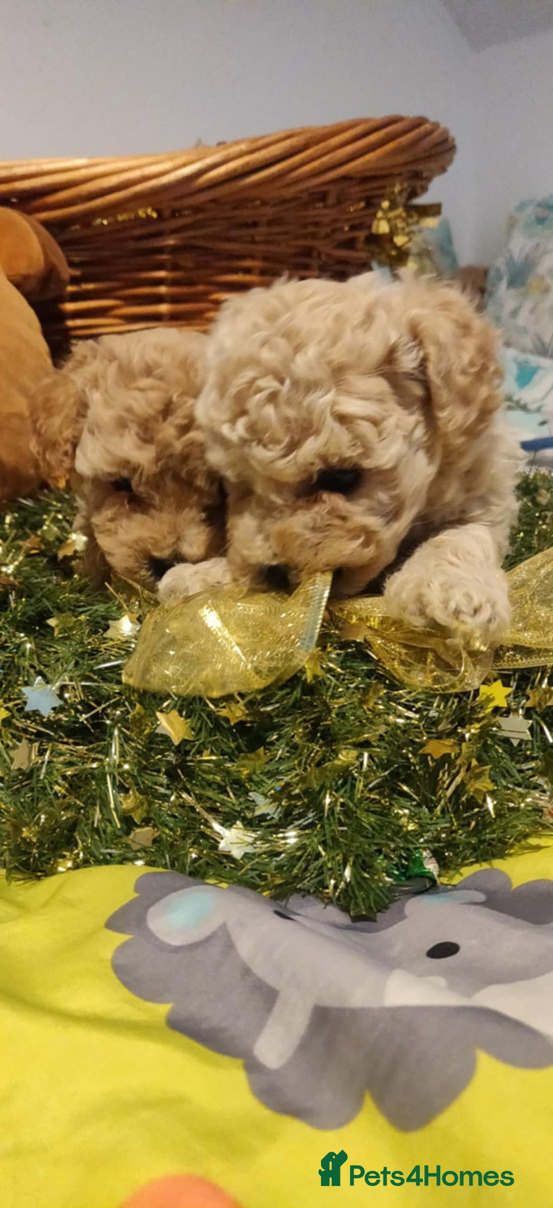 Maltipoo dogs for sale: Beautiful maltipoo puppys - Advert 19