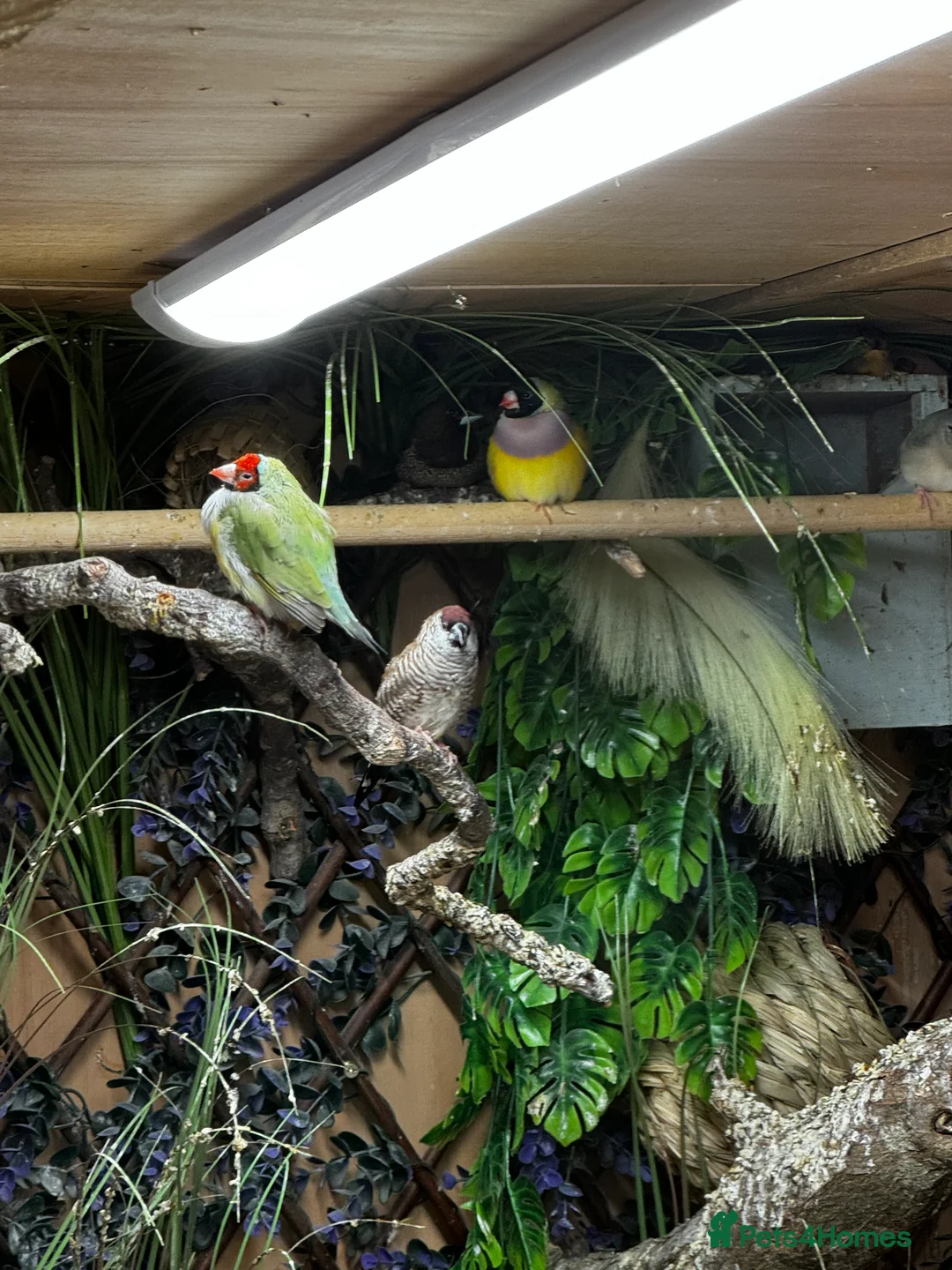 Finches birds for sale: Gouldian Finches / Timor zebra finches  - Advert 8