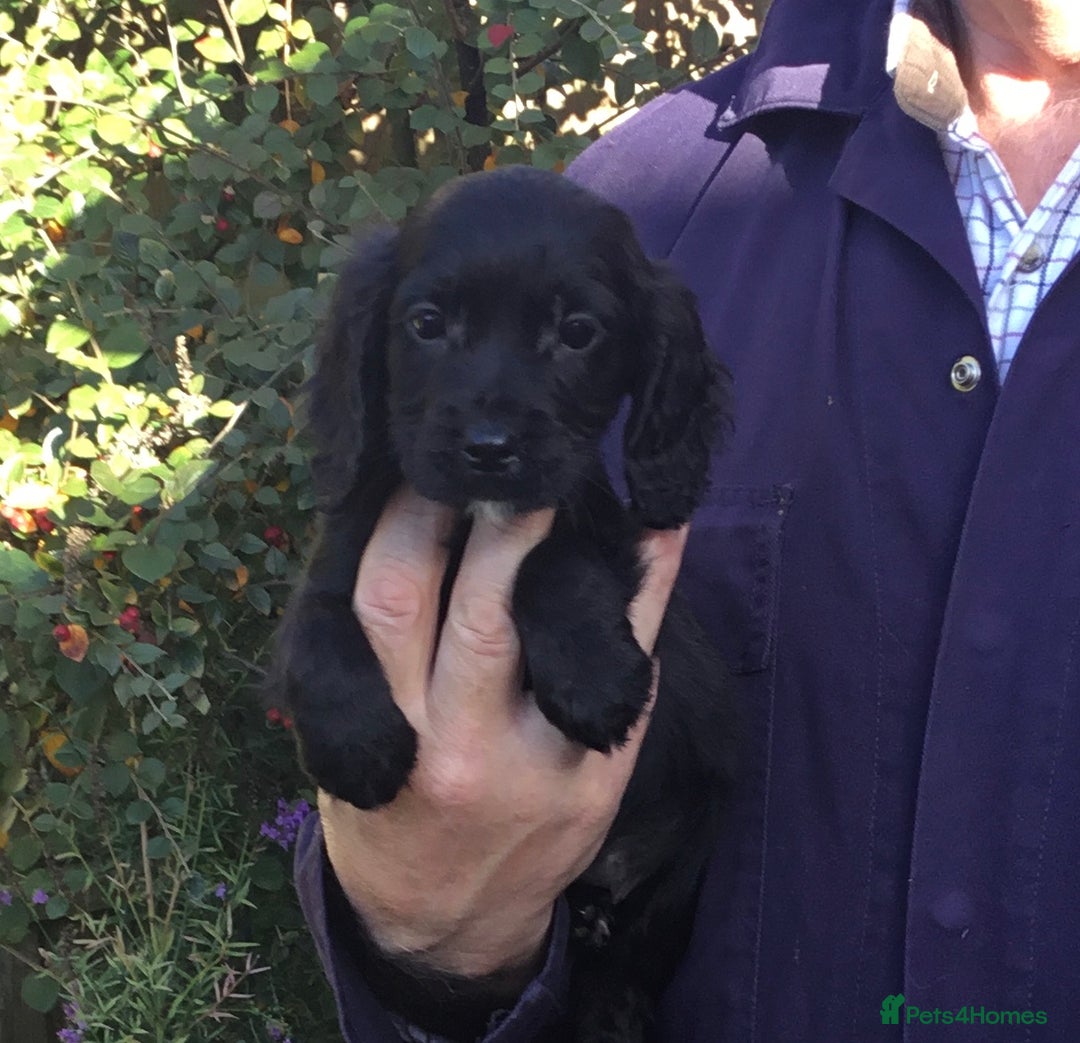 Cocker Spaniel dogs for sale: KC COCKERS HT PARENTS PUPPIES FOR SALE  - Image 3