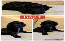 Sprocker dogs for sale: Sprocker Spaniels - Image 7