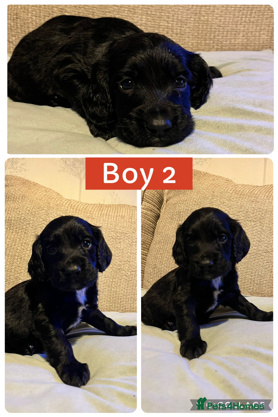 Sprocker dogs for sale: Sprocker Spaniels - Image 7