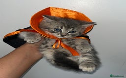 British Shorthair cats for sale: British shorthair X ragdoll  - Image 12