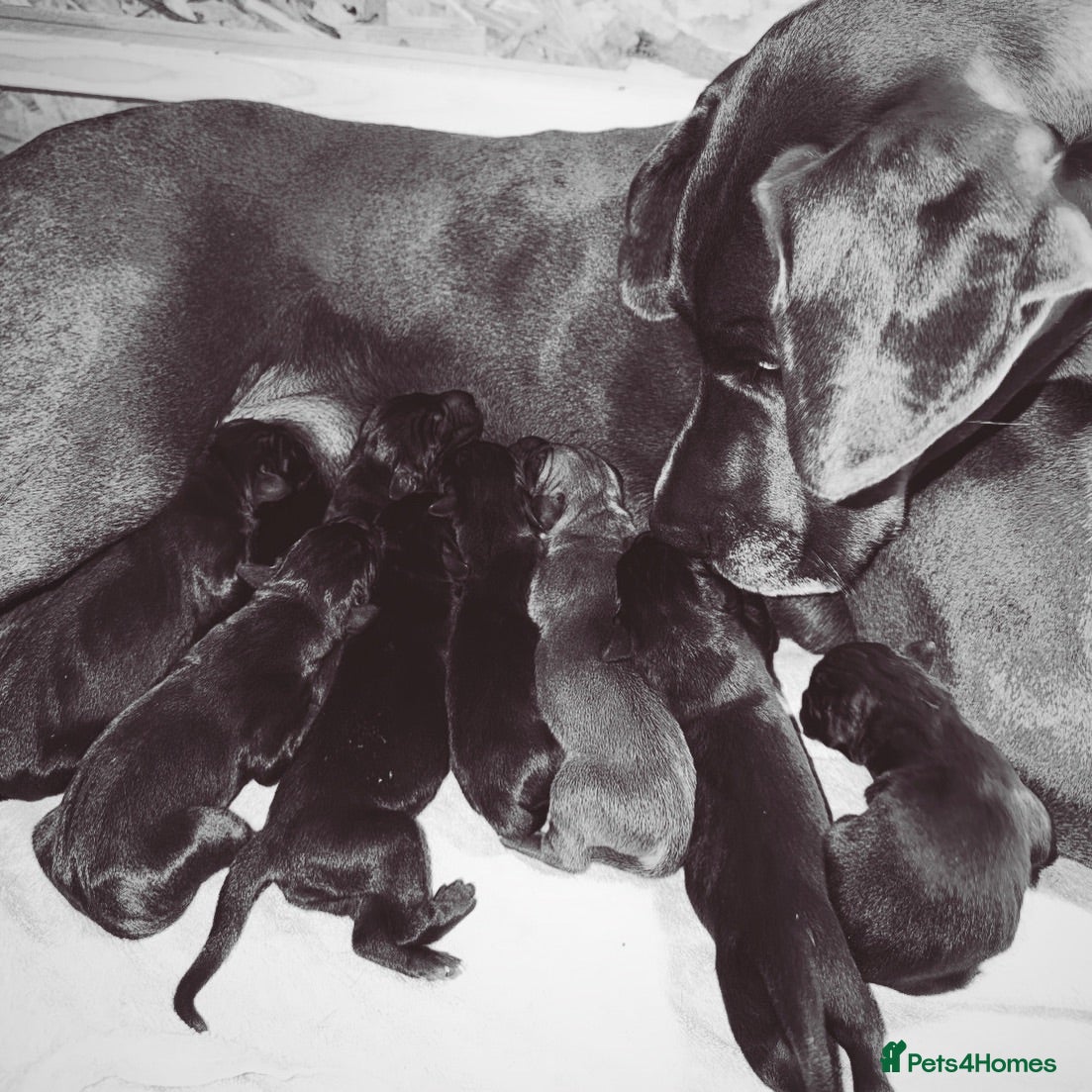Great Dane dogs Champion blood exceptional quality black GreatDane - Advert 13