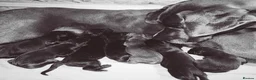 Great Dane dogs for sale: Champion blood exceptional quality black GreatDane in Seaham - Advert 1