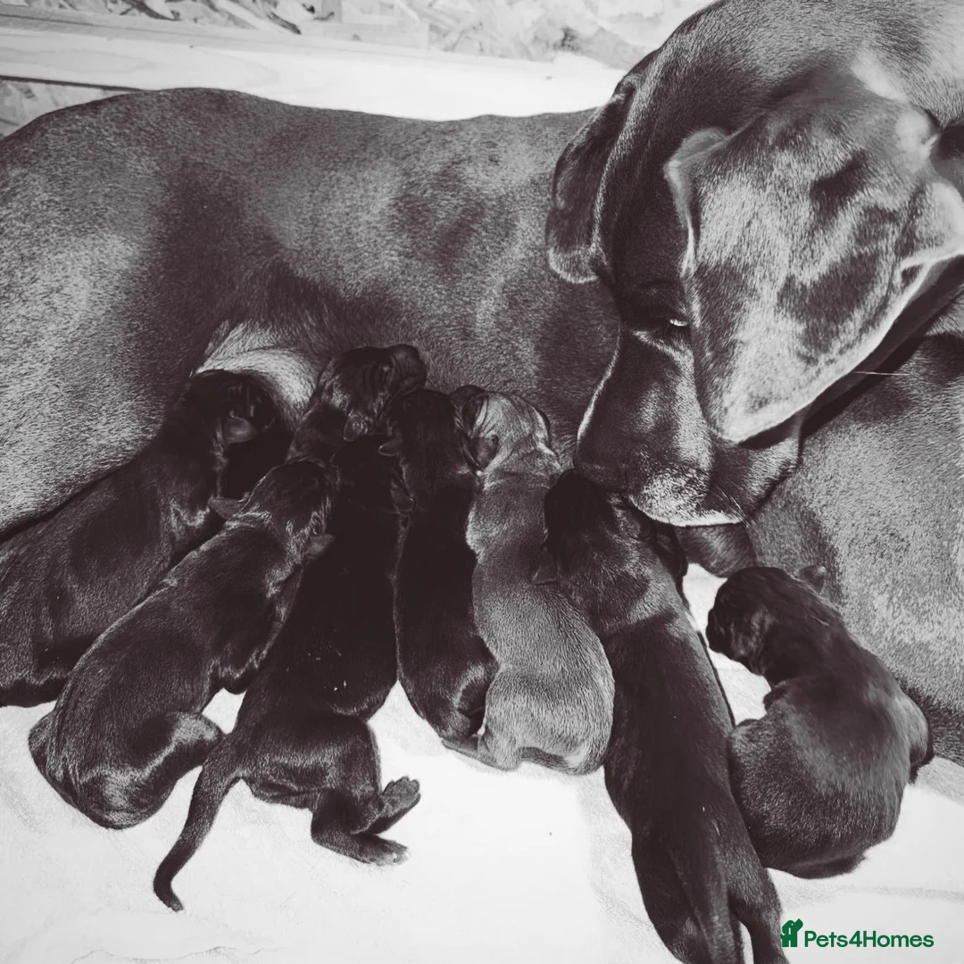 Great Dane dogs for sale: Champion blood exceptional quality black GreatDane in Seaham - Advert 1