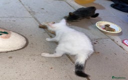 Mixed Breed cats for sale: kittens Bengal x microchipped flea/worm.insured.  - Image 14