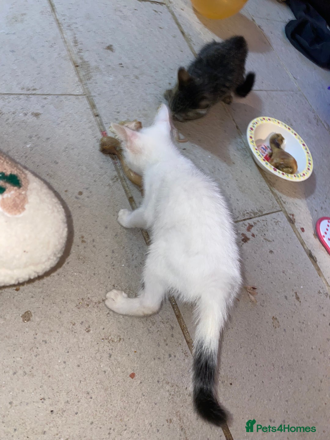 Mixed Breed cats for sale: kittens Bengal x microchipped flea/worm.insured.  - Image 14
