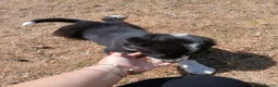 Border Collie dogs for sale: Long coated border collie puppies - Advert 14