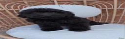 Goldendoodle dogs for sale: Health tested Standard Goldendoodles in Reading - Advert 7