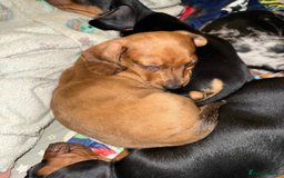 Miniature Dachshund dogs for sale: Adorable Miniature Dachshund Puppies for Sale - Image 5