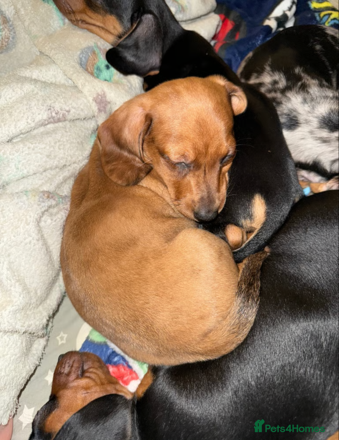 Miniature Dachshund dogs for sale: Adorable Miniature Dachshund Puppies for Sale - Image 5