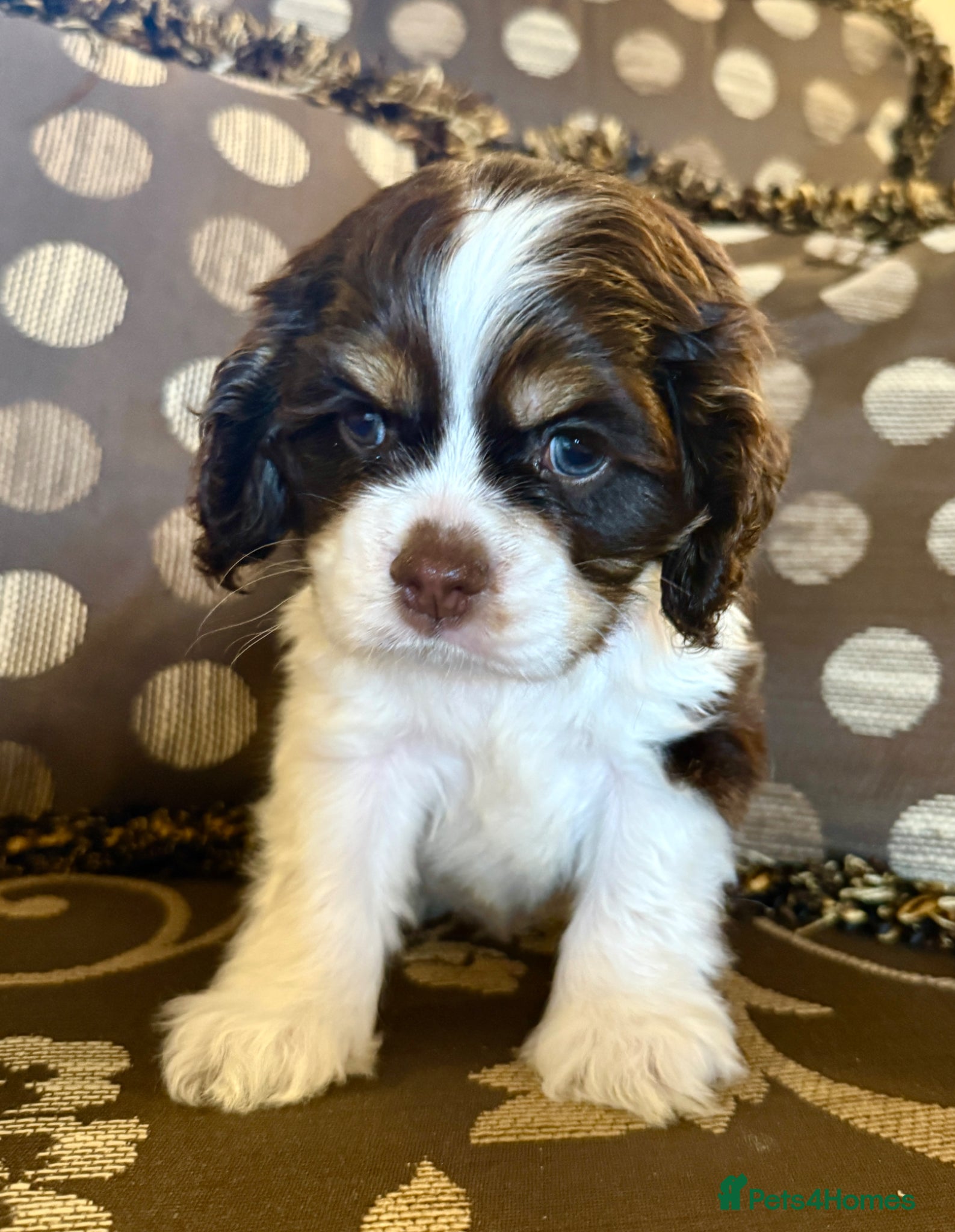 American Cocker Spaniel dogs KC reg. pure American Cocker Spaniel puppies  - Advert 2