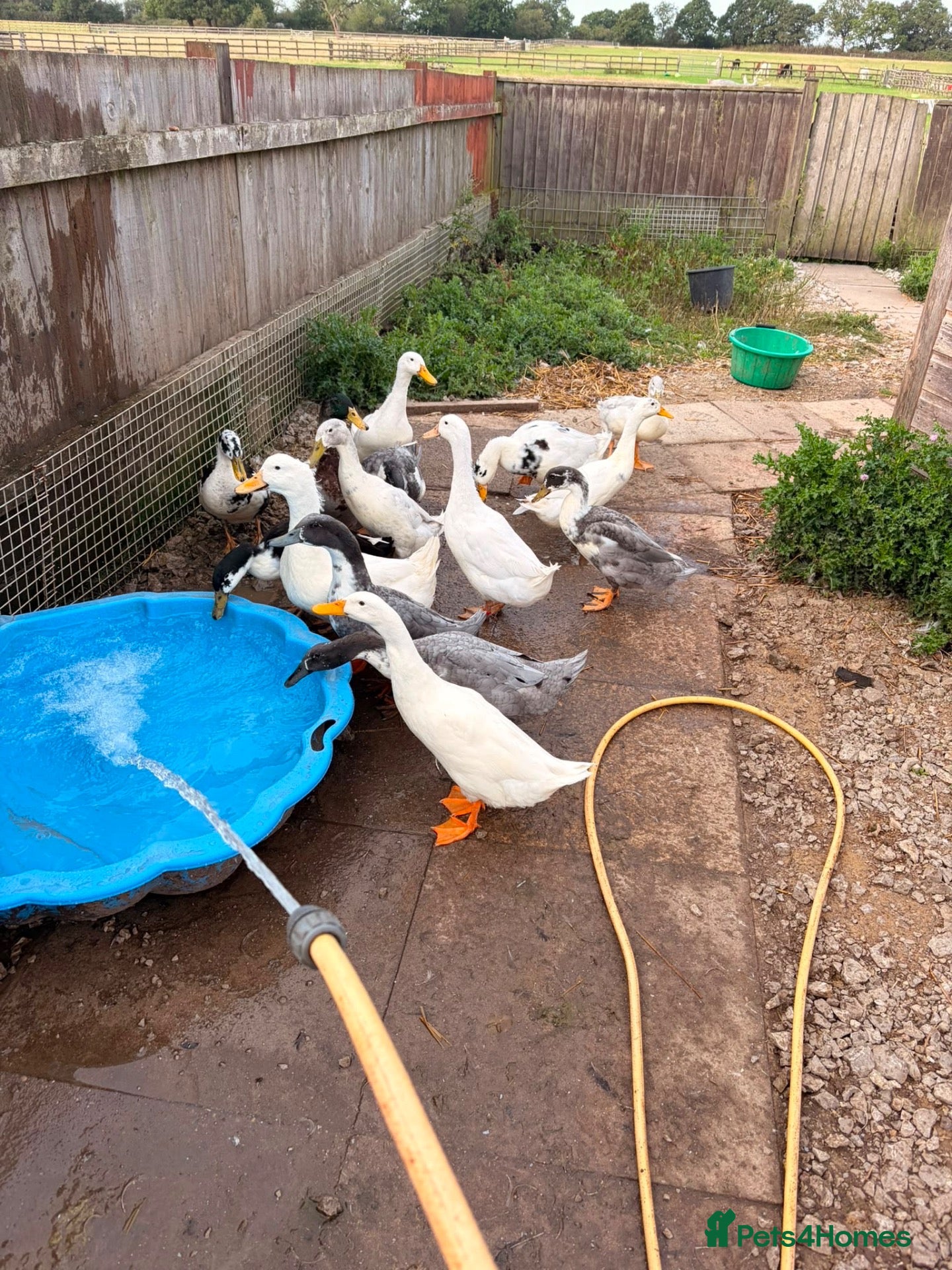 Ducks poultry Drakes - various breeds  - Advert 2