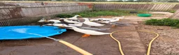 Ducks poultry for sale: Drakes - various breeds  - Advert 1
