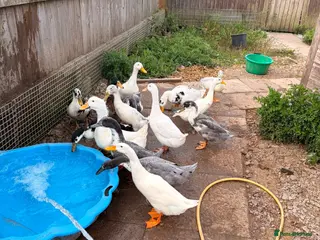Ducks poultry Drakes - various breeds - Advert 13