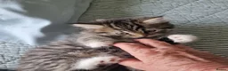 Mixed Breed cats for sale: 4 beautiful domestic longhair mixed kittens in Ellesmere Port - Advert 11