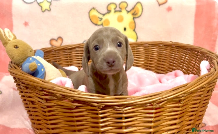 Miniature Dachshund dogs - Advert 3