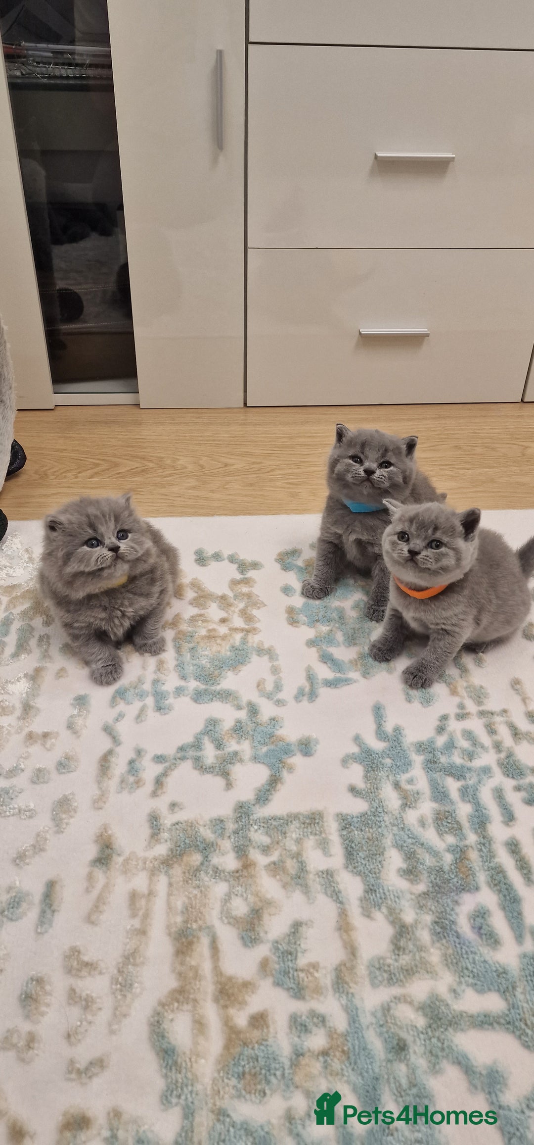 British Shorthair cats for sale: 💙British Shorthair and Long.. Blue kittens ❤️💛💚 - Image 23