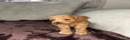 Cockapoo dogs for sale: Beautiful cockapoo puppies  in Montrose - Advert 8