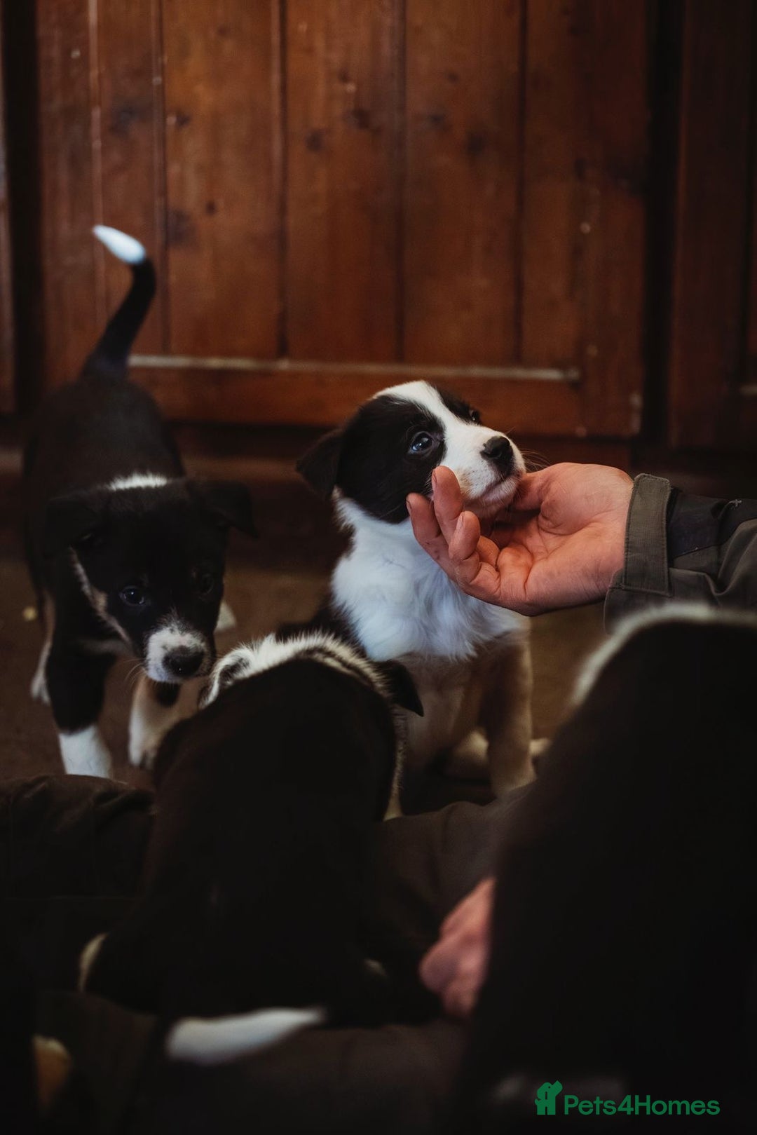 Border Collie dogs for sale: Welsh Collie puppies - Advert 6