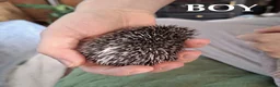 Pygmy Hedgehog rodents for sale: Pygmy hedgehogs, one boy two girls - Advert 12