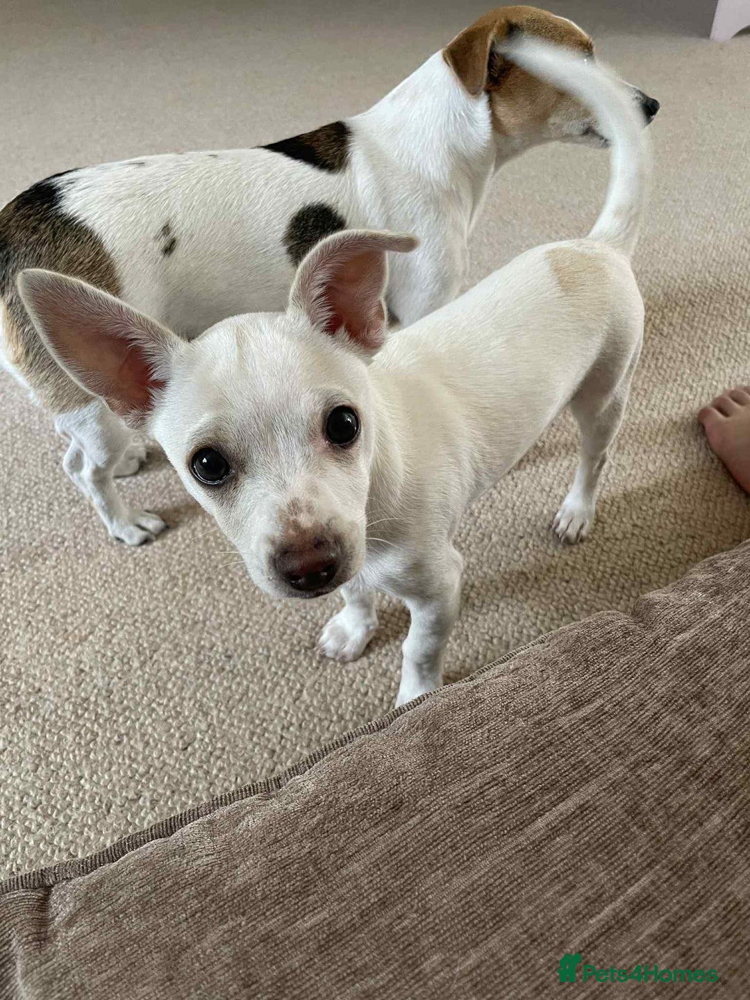 Mixed Breed dogs for sale: Little puppy looking new home  - Image 3