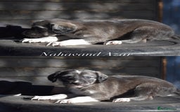 Saluki dogs for sale: ✨Exceptional Saluki Puppies from Iranian Imports✨ - Image 11
