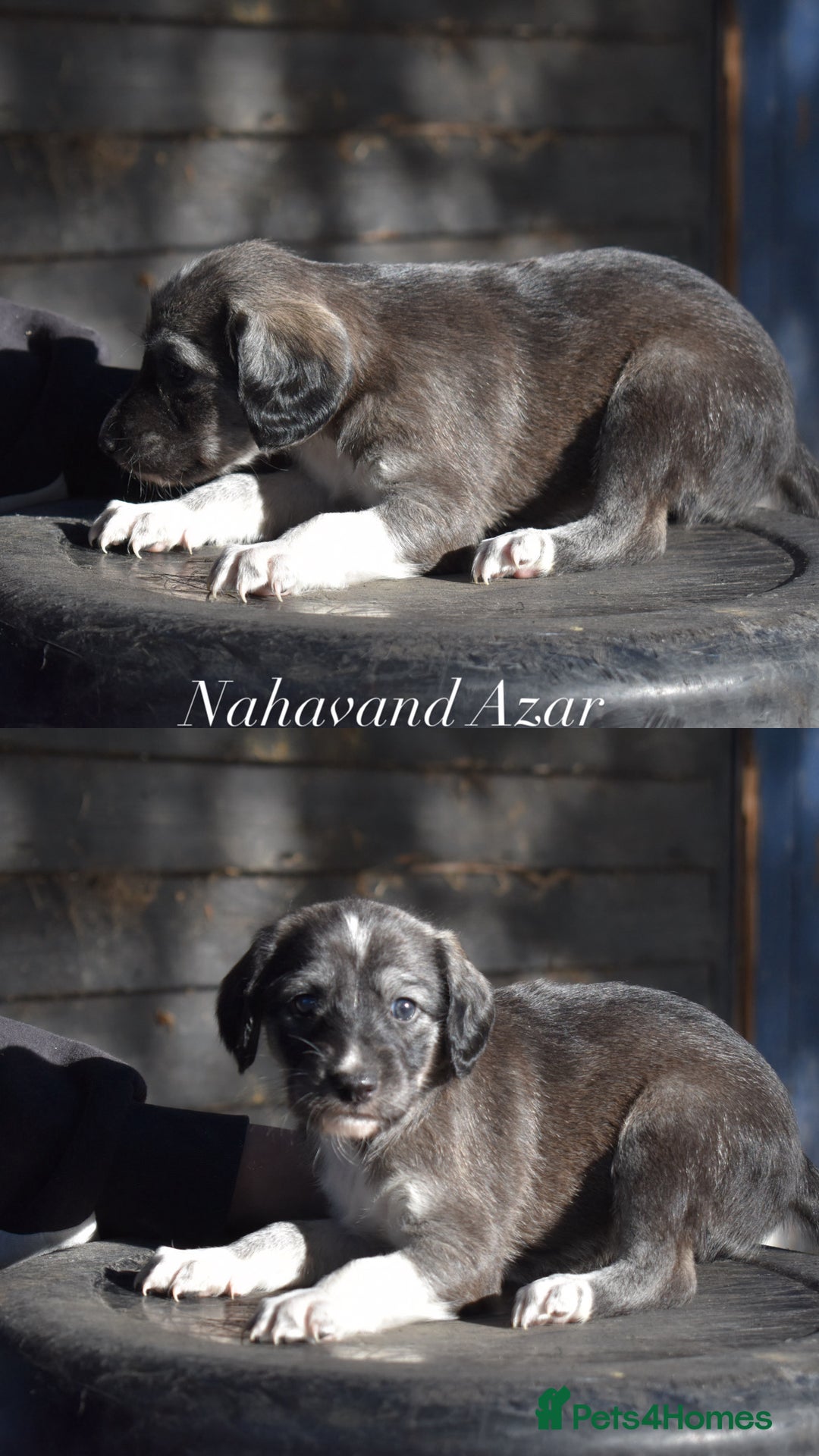 Saluki dogs for sale: ✨Exceptional Saluki Puppies from Iranian Imports✨ - Image 11