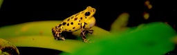 Frog reptiles for sale: Poison arrow frogs - fantastic frogs uk  - Advert 12
